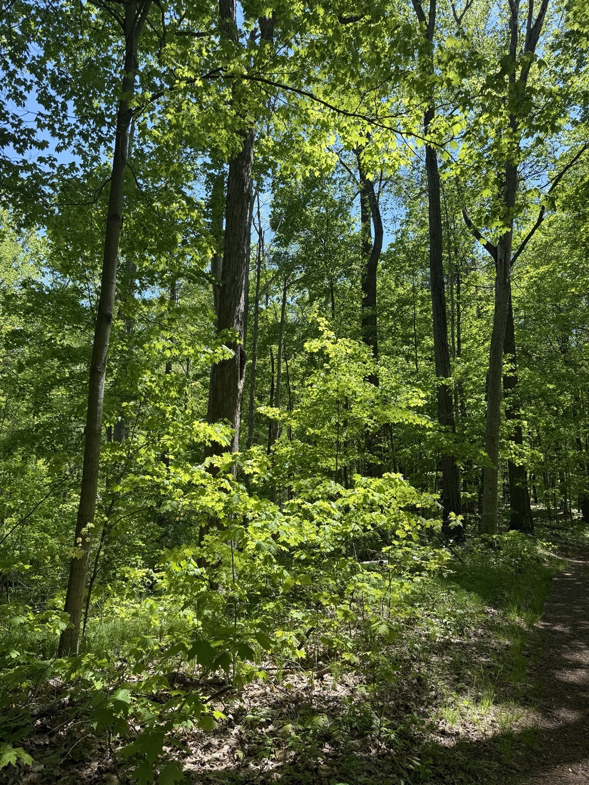 Sugar maple regeneration and a trail beneath a contiguous hardwood canopy