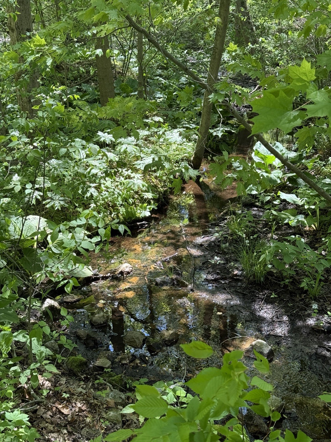 Healthy dense forest understory with a small stream beneath a contiguous hardwood canopy