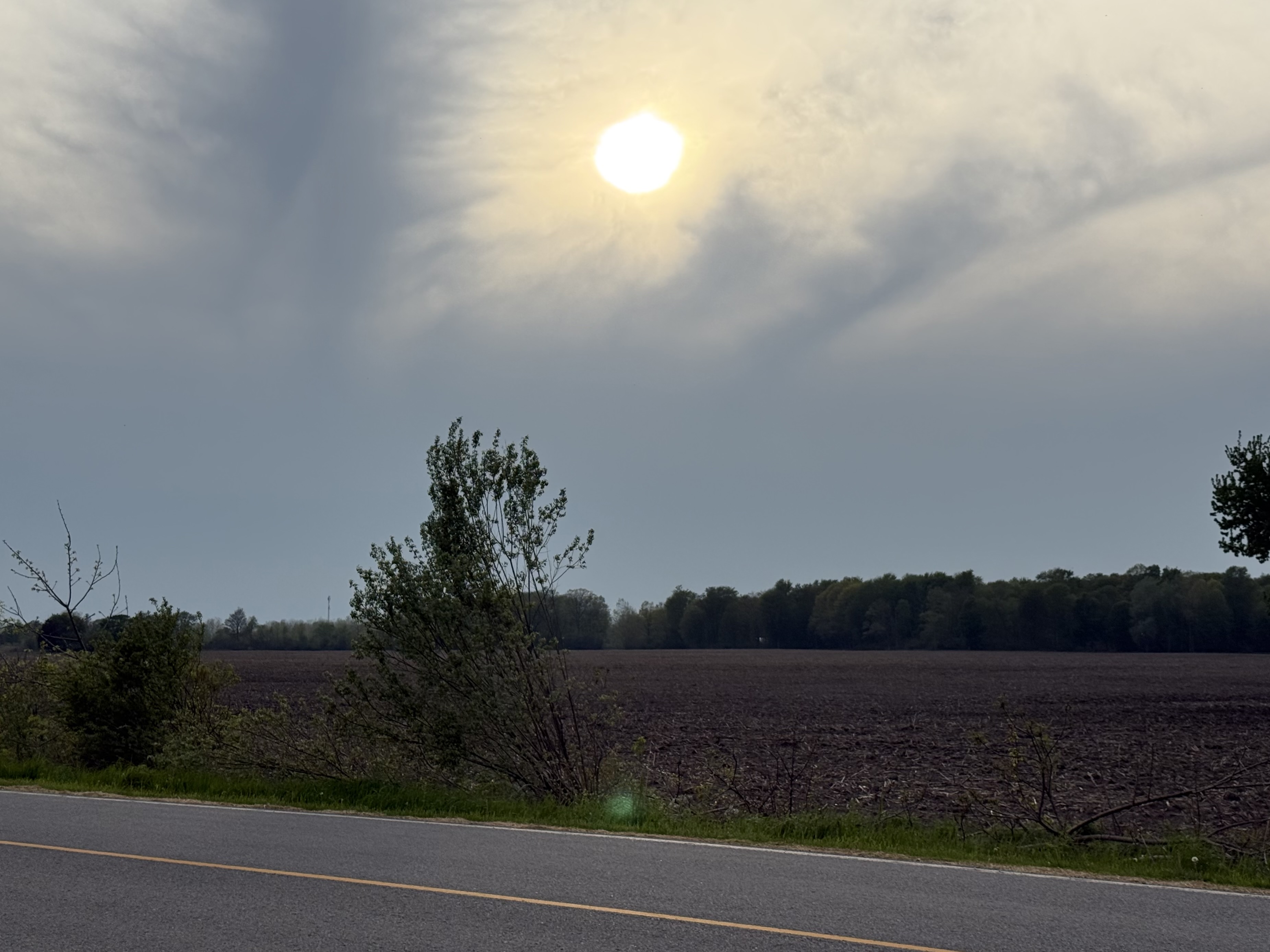 Abrupt edge where a small forest woodlot meets an open agricultural field
