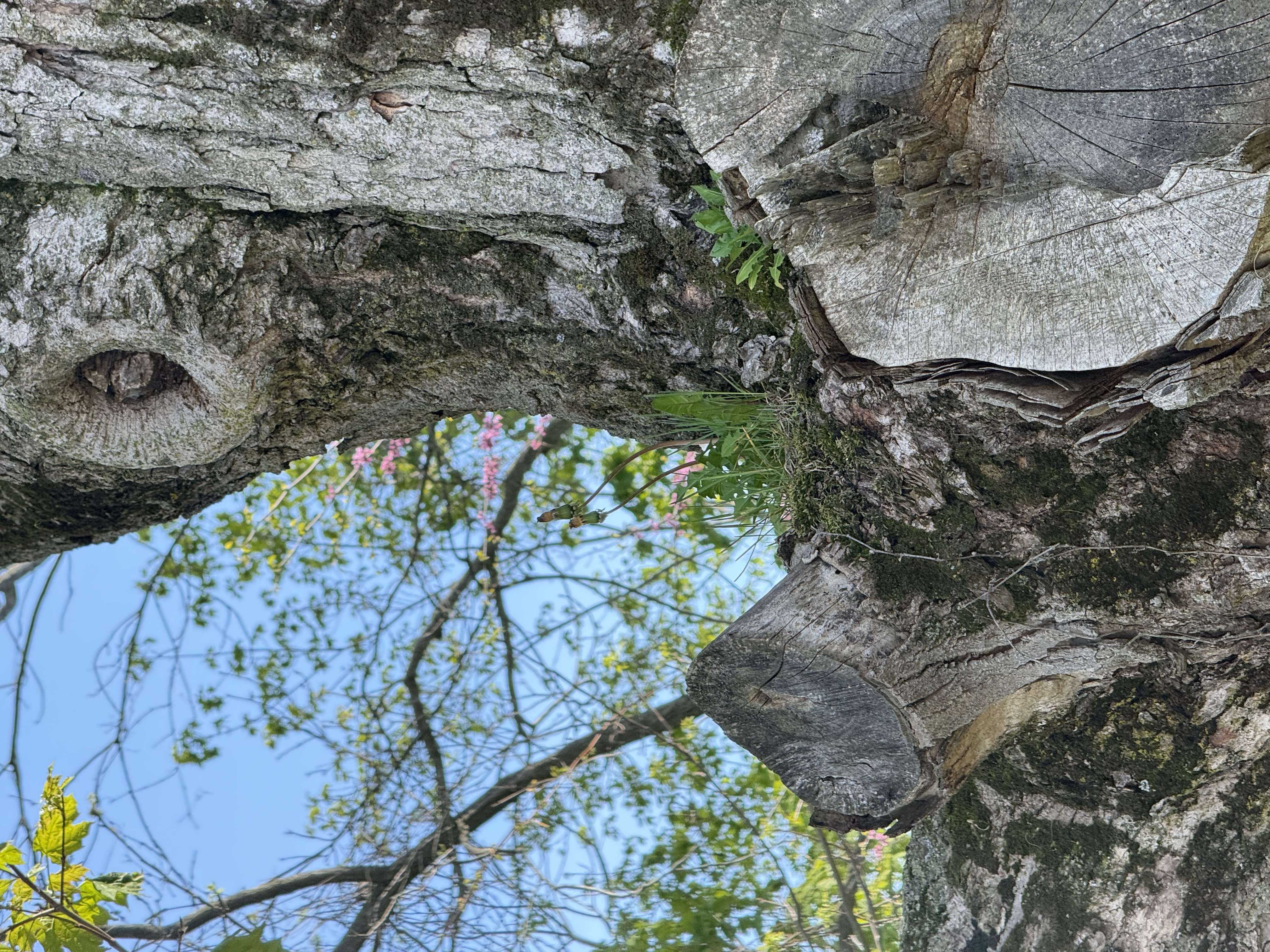 A dandelion growing aloft on a sugar maple in southwestern Ontario