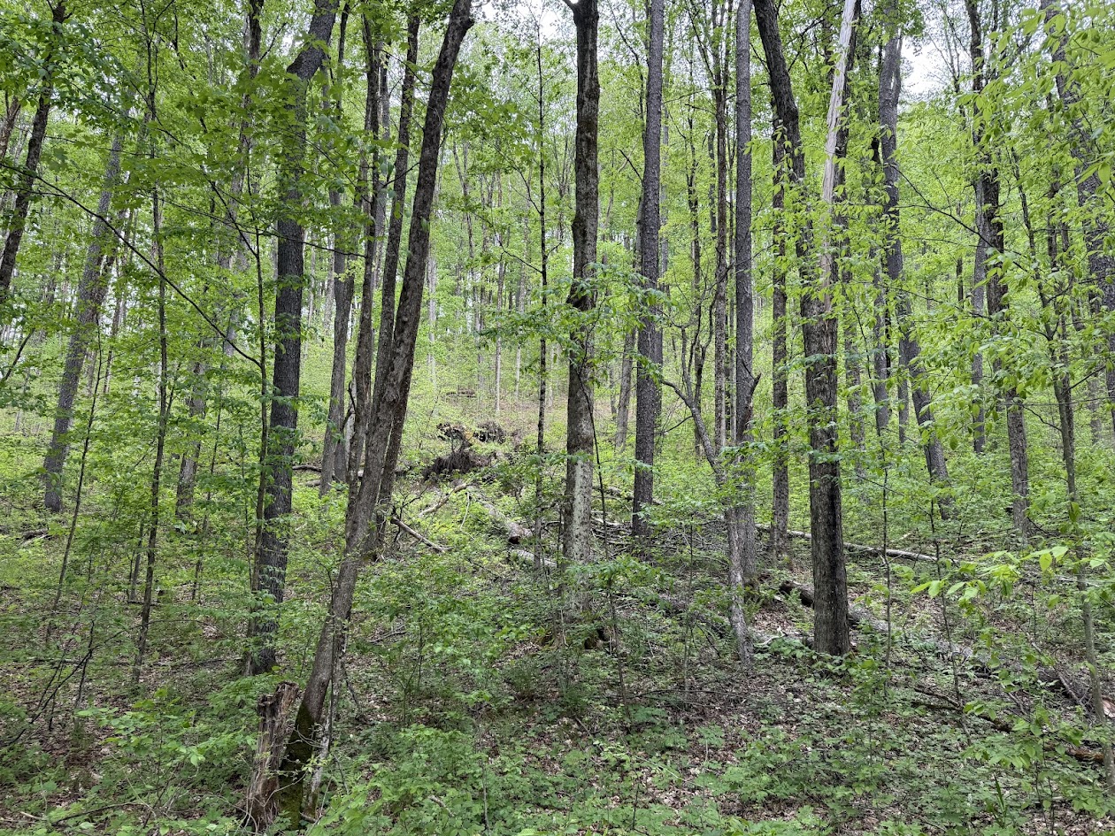 Green northern hardwood stand with multiple tree sizes, understory growth, and deadwood on the forest floor