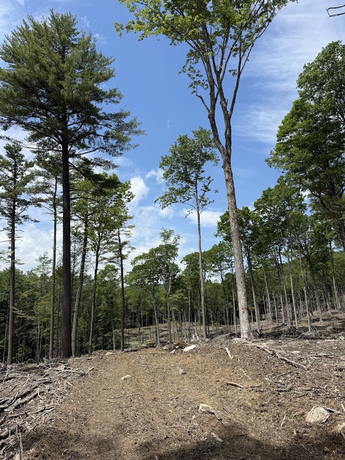 Recently harvested northern hardwood stand with an open canopy, retained trees, and exposed forest floor