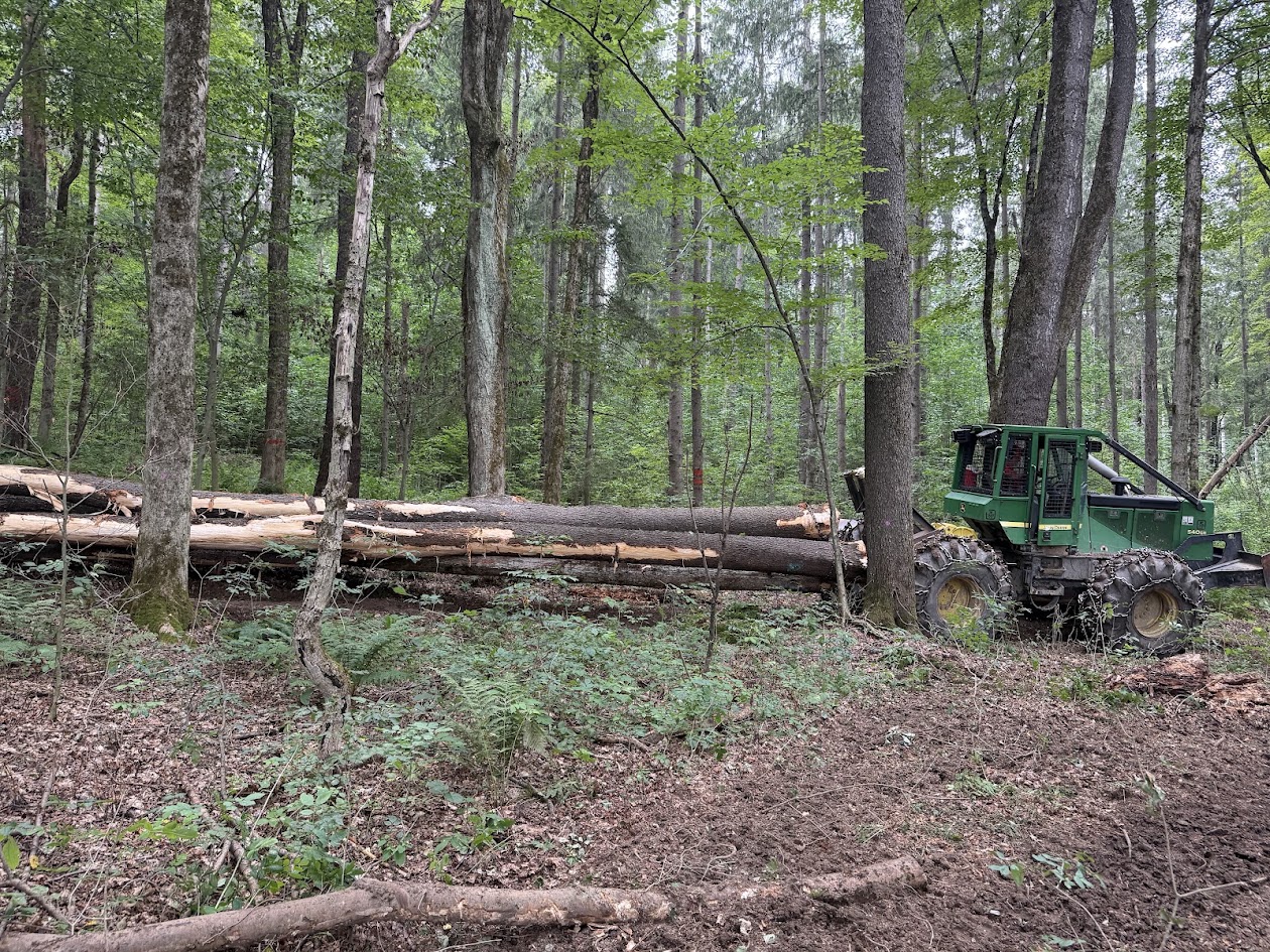 Skidder moving felled logs through a managed hardwood forest