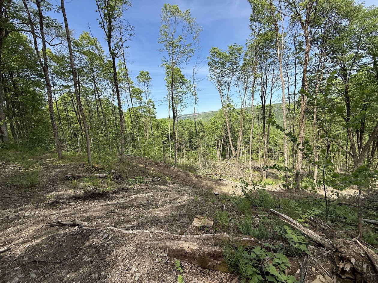 Open northern hardwood slope with residual trees, slash, exposed soil, and a distant forested ridge
