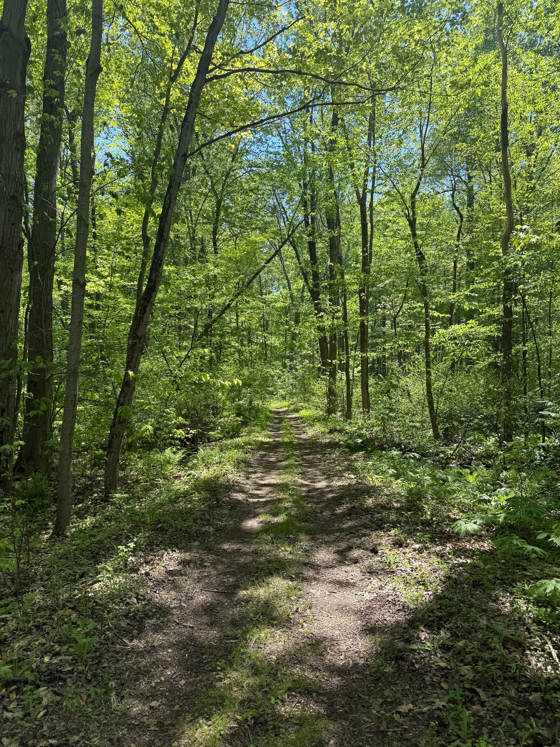 A shaded forest road passing through a green northern hardwood stand