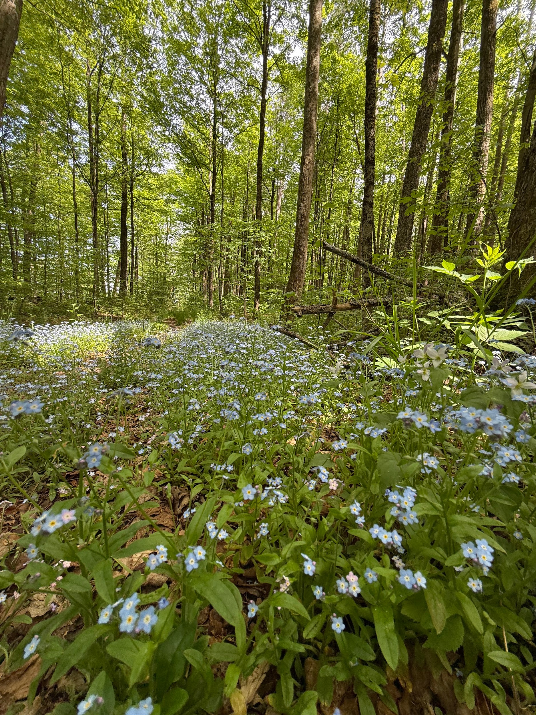 Spring wildflowers blooming beneath a northern hardwood canopy