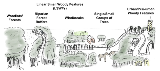 Riparian Buffer Placeholder